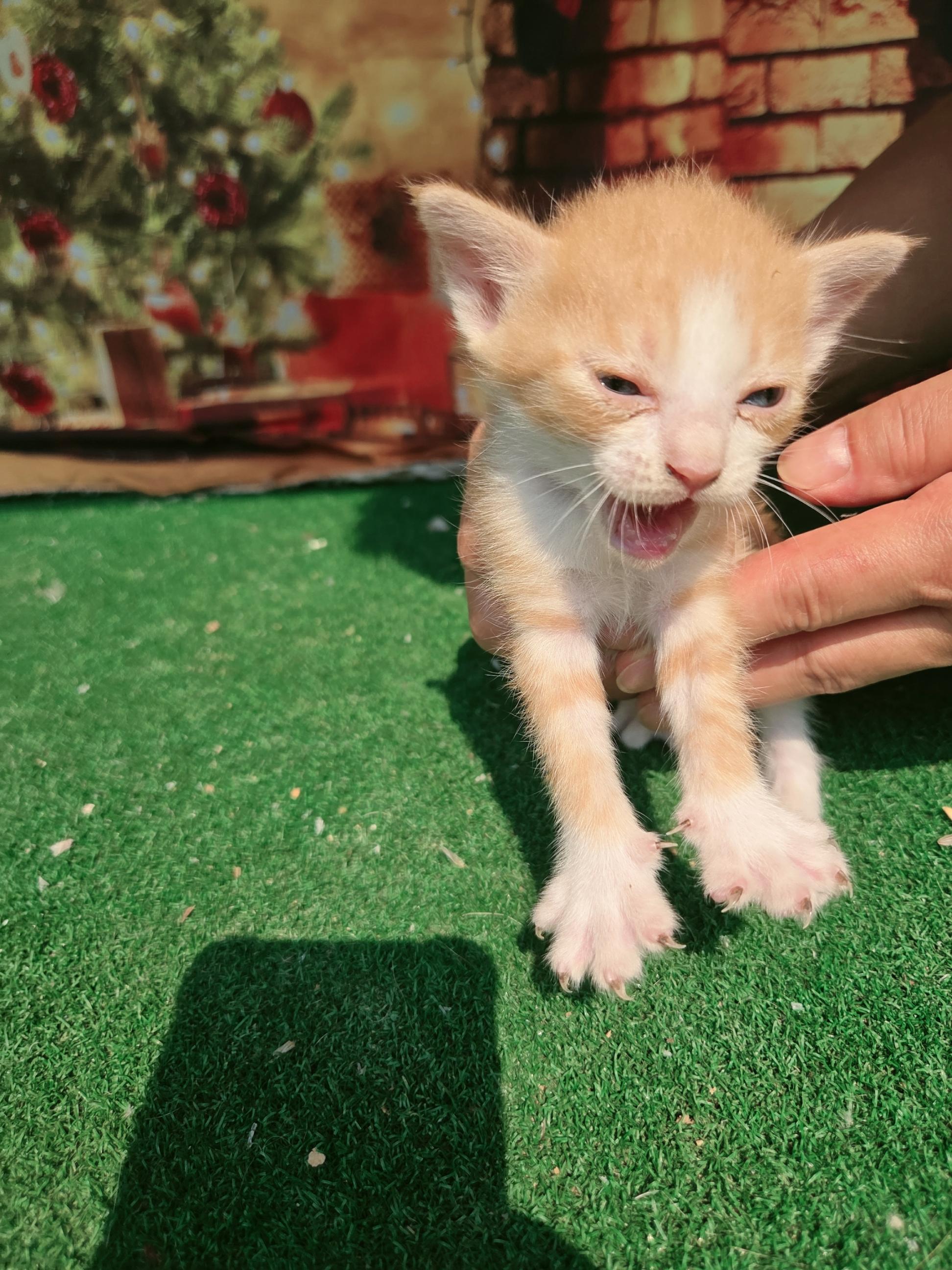 [고양이] 한국 고양이 전남-나주-2025-00613 유기동물 배경 이미지 입니다.